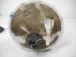 IN-TANK FUEL PUMP Ford Fiesta 2011 1.4 1809972 1539491