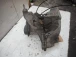 CAMBIO Ford Focus 2004 1.6