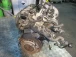 MOTORE COMPLETO Škoda Citigo 2013 1.0 CHY
