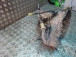 GEARBOX Renault CLIO III 2007 1.2 16V 