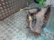 GEARBOX Renault CLIO III 2007 1.2 16V