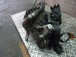 GEARBOX Ford C-Max 2008 1.8TDCI 6m5r7002zb