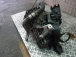 CAMBIO Ford C-Max 2008 1.8TDCI 6m5r7002zb