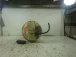 POMPA CARBURANTE Citroën C2 2006 VTS 1.6 I 16V 9645187980