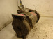 AIR CONDITIONING COMPRESSOR Chrysler Voyager 2001 2.5D 447220-3870