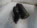 ZAGANJALNIK Fiat Grande Punto 2006 1.2 55193355  46636R09A0820