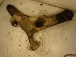 CONTROL ARM FRONT RIGHT Subaru Impreza 2008 1.5R AWD WAGON
