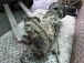 GEARBOX Ssangyong Kyron 2006 2.0D PT 3102009014