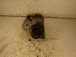 STARTER MOTOR Citroën C4 2012 1.6 16V v75500178004