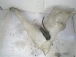 SERBATOIO TERGICRISTALLI Renault MASTER II 2007 2.5 DCI