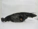 FARO ANTERIORE DESTRO Mazda Mazda5 2005 1.8I
