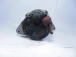 ALTERNATOR Nissan Micra 2003  23100 5f600