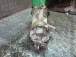 DIFFERENTIAL REAR Hyundai Santafe 2007 2.2D 5300039300 4780039300