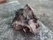 CAMBIO Renault SCENIC 2010 III. 1.6 16V TL4858 320101507R