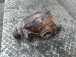 DIFFERENTIAL REAR BMW 5  535d e60