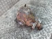 DIFFERENTIAL REAR BMW 5  535d e60