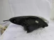 FARO ANTERIORE SINISTRO Hyundai i20 2012 1.4 921014P000