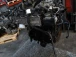 CEL MOTOR Volkswagen Passat 2017 1.4 TSI AUT. VARIANT CZE 04E100034F