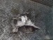 CAMBIO Peugeot 206 2002 2.0