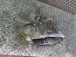 GEARBOX Honda Accord 2009 2.2 I-DEC 6MT
