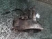 CAMBIO Ford Focus 2008 1.8 TDCI 1477480