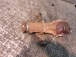 DIFERENCIAL ZADAJ Subaru Impreza 2011 WAGON 2.0/D-S AWD 27011AB151