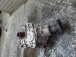 DIFFERENTIAL FRONT Hyundai Santafe 2009 2.2 CRDI 4WD 4730039300 47300-39300