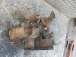 CAMBIO Fiat Ducato  2,8