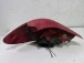 TAIL LIGHT RIGHT Peugeot 207 2010 1.4 HDI 9686565980